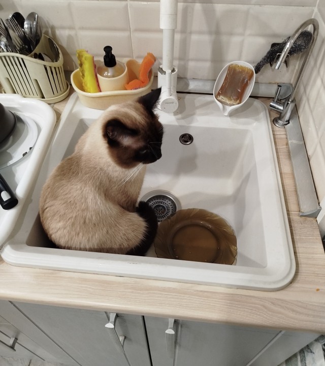 Кот...