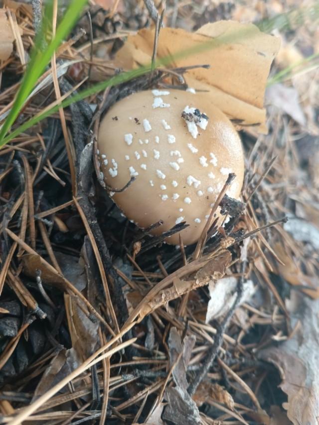 Псилоцин замедляет старение