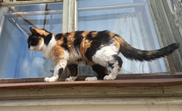 Котовторник