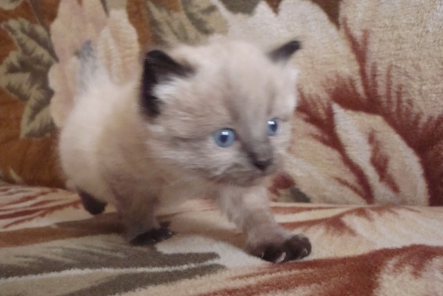 С котовторником!