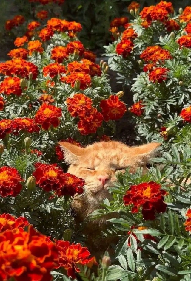 Осенний кот