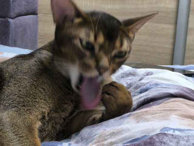 Моему коту Тому 2 года