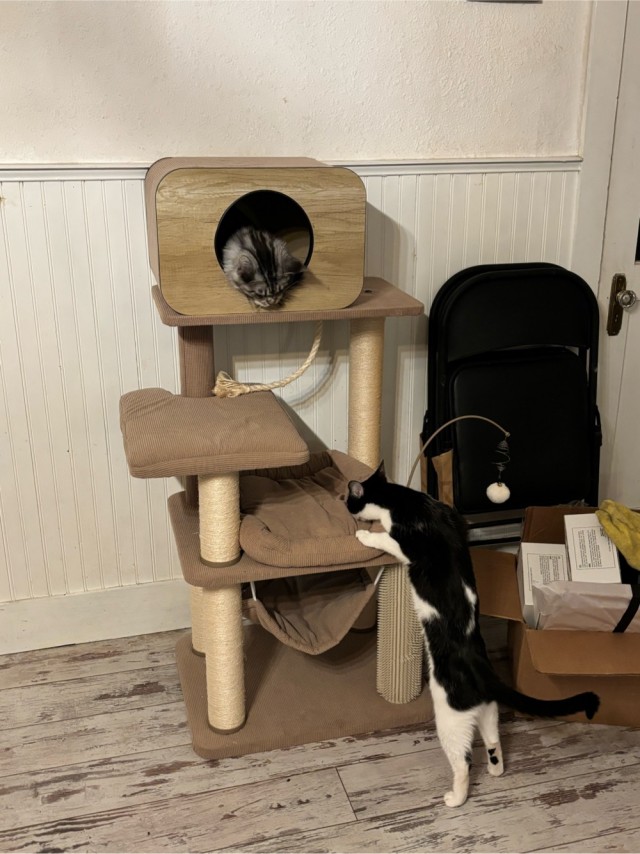 Котовторник