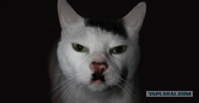 Знакомьтесь, Kitler