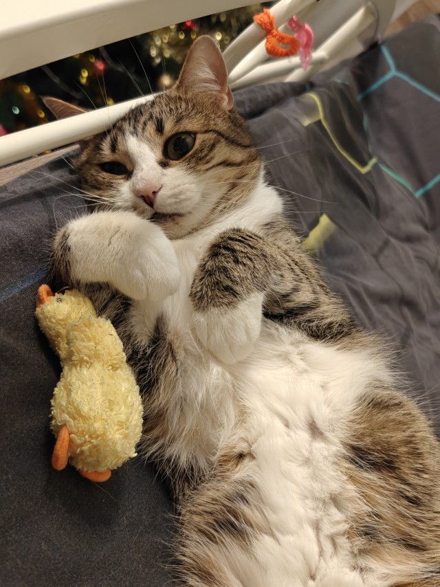 А котовторник уже пришёл?