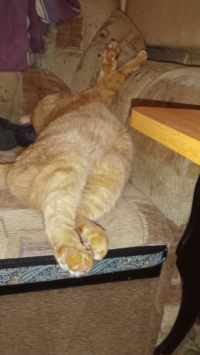 Добрый мужик приютил двух котят⁠. Ну как приютил, у него выбора не было просто