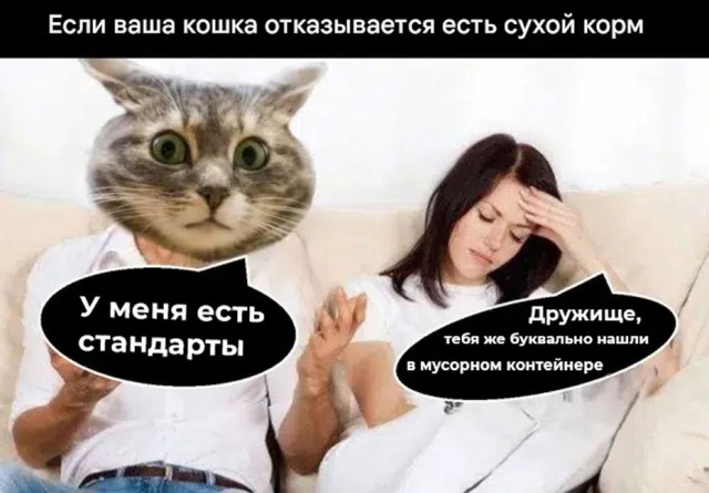Подборка картинок к котовторнику