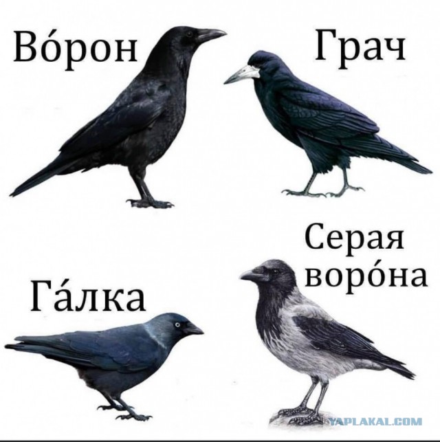 Братан, пошли чего покажем