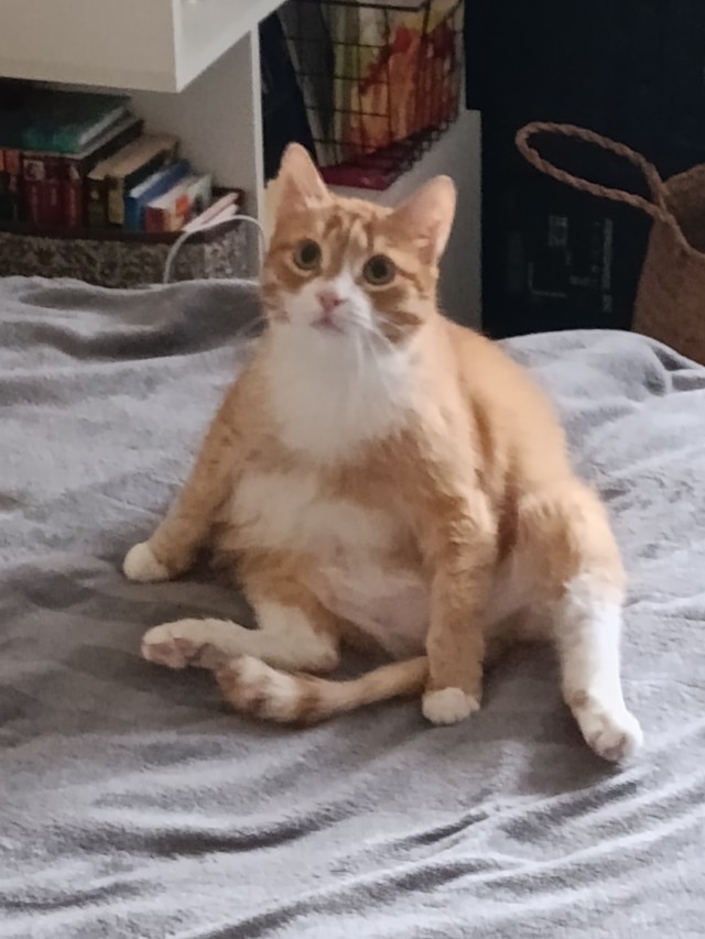 А у нас сегодня кошка, родила двоих котят