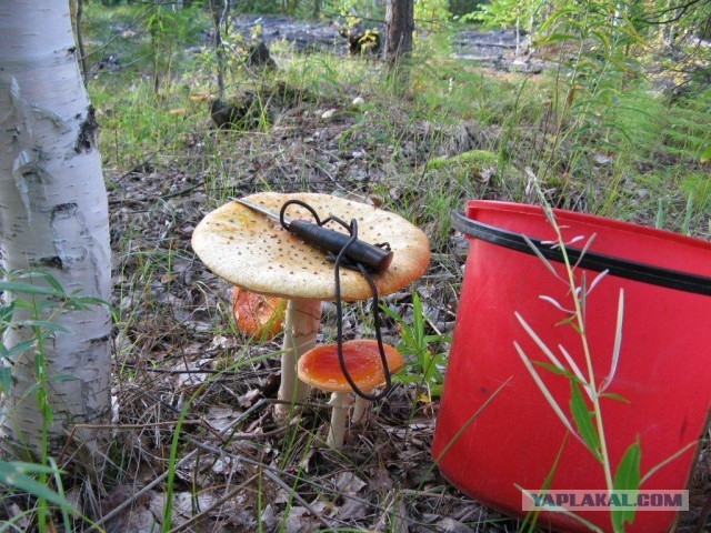 Вот такой один грибочек съел - и наелся