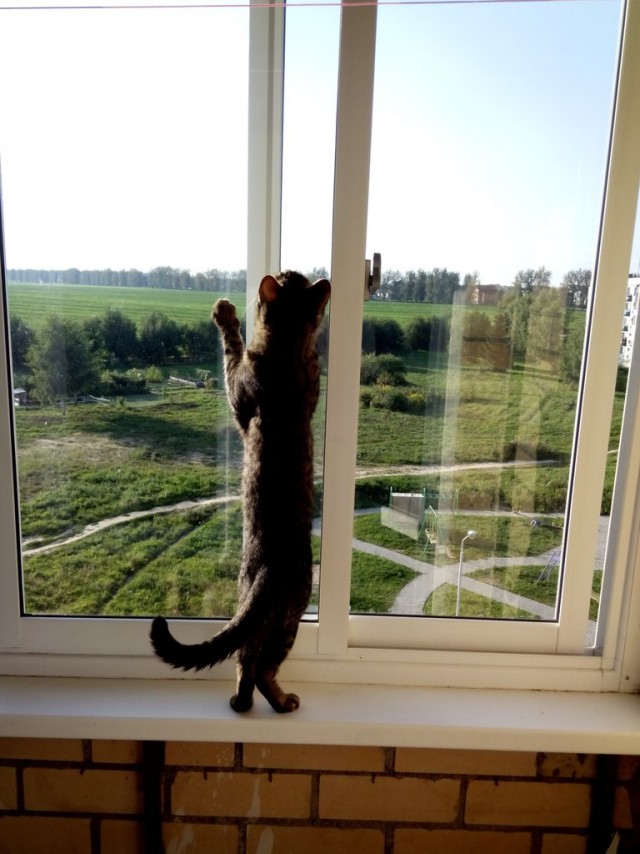 Котейка, который не знает как лежат котейки