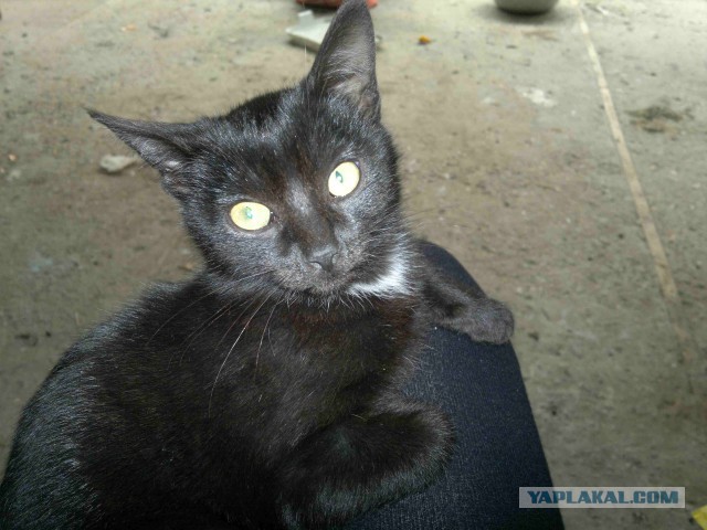 Котовторник 22.10.2013