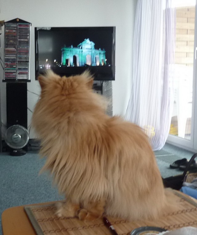 Коты ученых