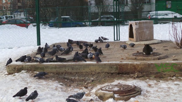 Кот, который унижает пернатых