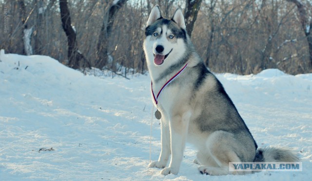 Вот такое чудо природы живет у нас дома.