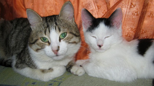 Котовторник 24.06.2014