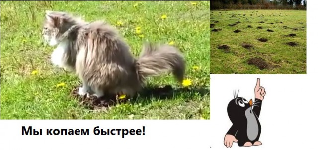 Котэ унижает