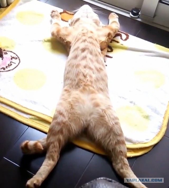Да мне вообще всё пофигу! ©