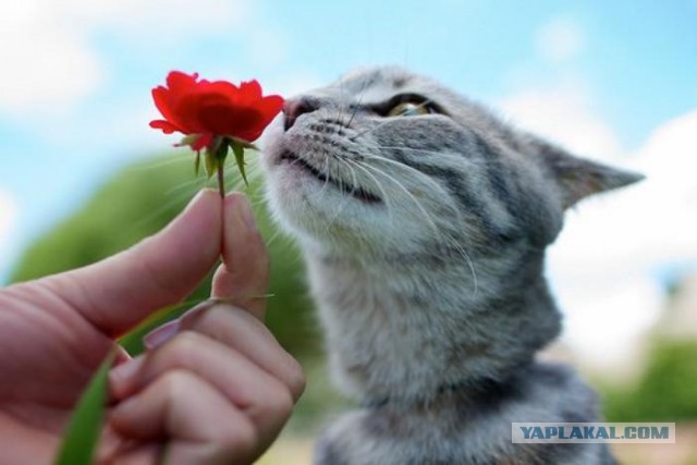 15 фактов о сиськах