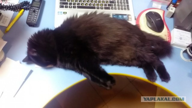 Котовторник 23.09.2014.