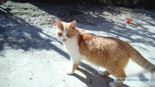 Котовторник 30.09.2014