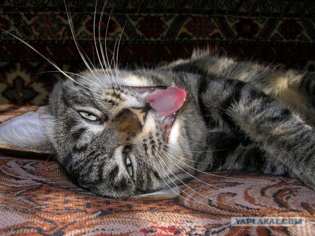 Котовторник 20.01.2015