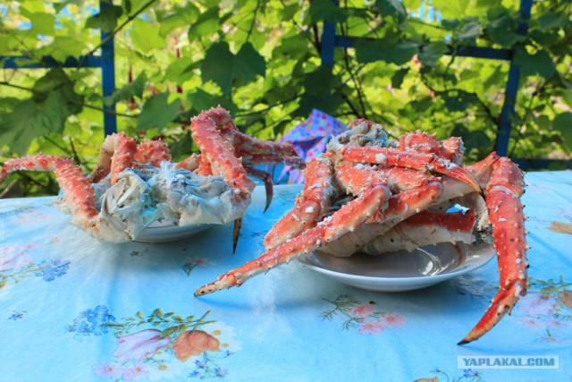 Руководство по морепродуктам