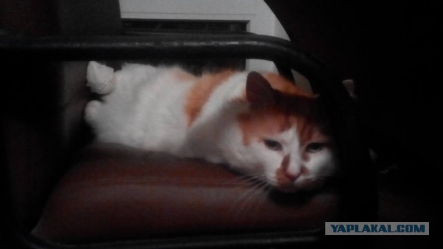 Котовторник