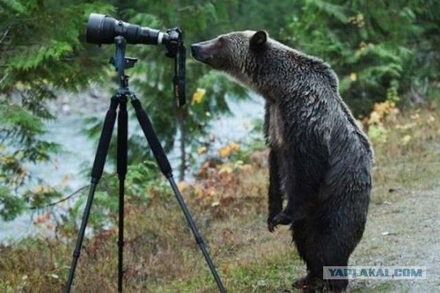 На что идут фотографы в погоне за снимком