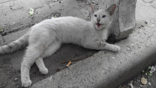 Котовторник  21.07.2015