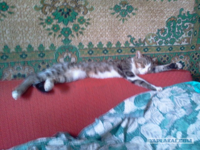 Котовторник 15-09-2015 !
