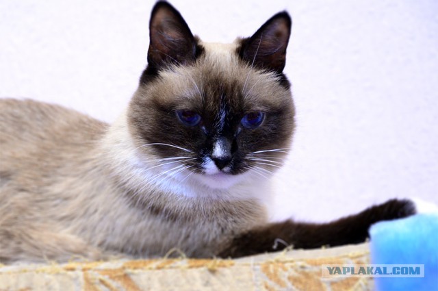 Котовторник 13.10.2015