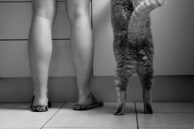 Дети и коты