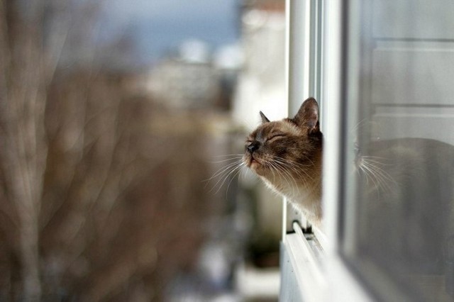 Котики на выходные