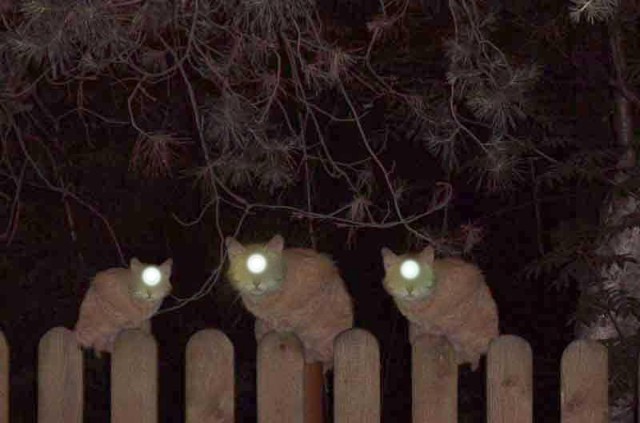 Ночные кошаки