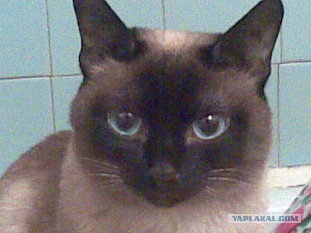 Интересные факты о сиамских кошках