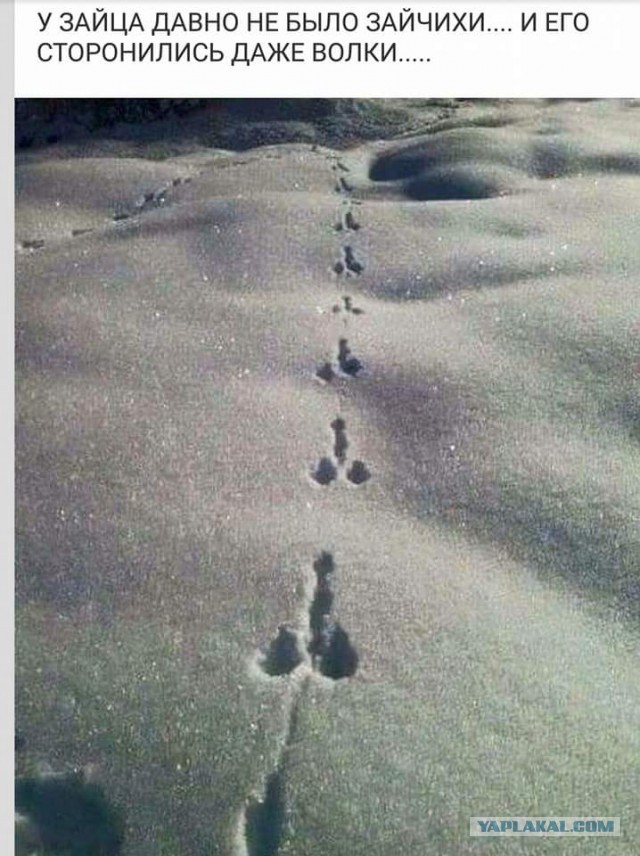 Зайку жалко((