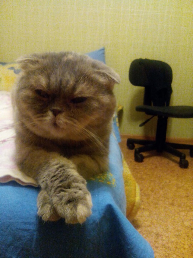 18 вещей, c которыми вы столкнетесь, когда заведете кошку