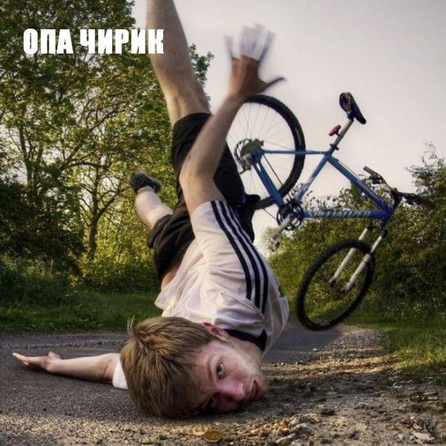 Коты из сети
