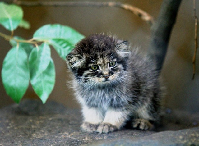 Коты и Кошки