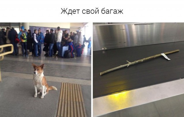 Подборка забавных животных