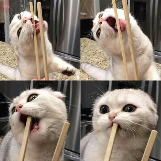 Коты и Кошки