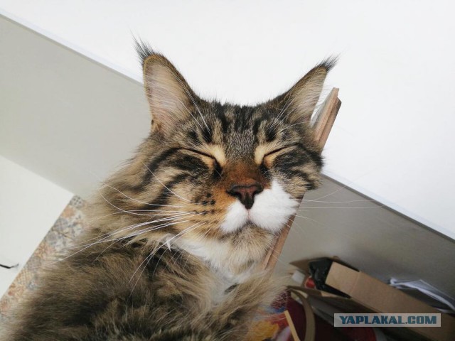 Котовторник 1.08.17
