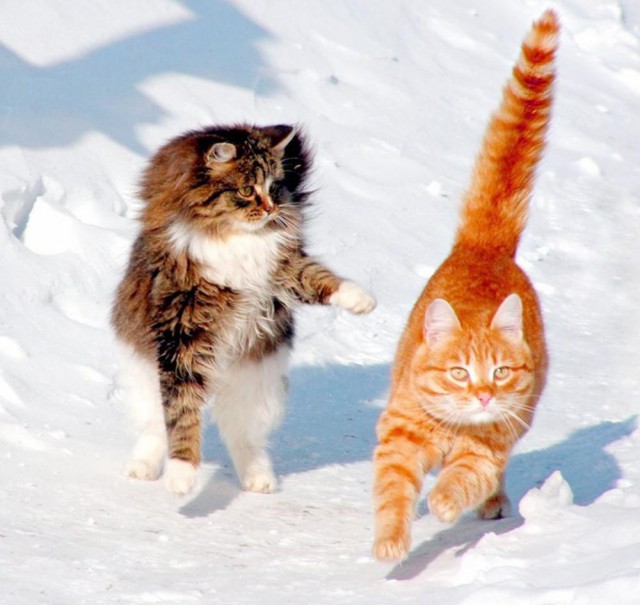 Коты и Кошки