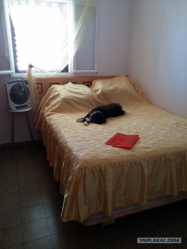 Коты и Кошки