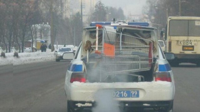 Кого только не встретишь по дороге домой