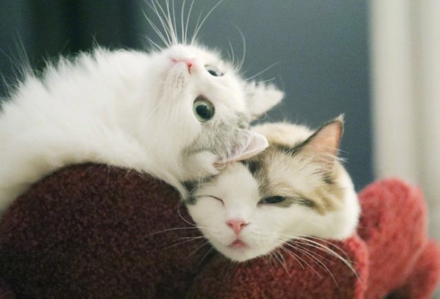 Коты и Кошки