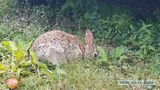 Просто Природа