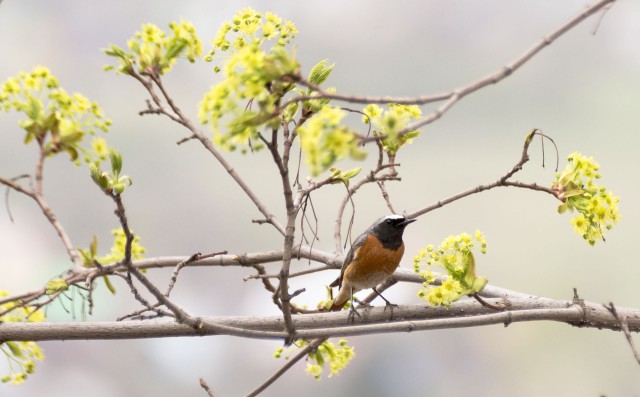 Просто Природа