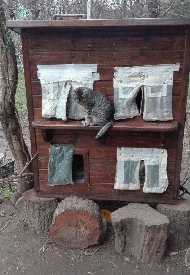 Прикольных котов пост